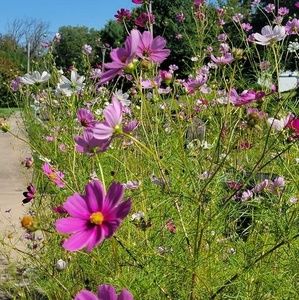 Meet your Posher, Han